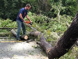 Leaf Removal in Tulare, CA